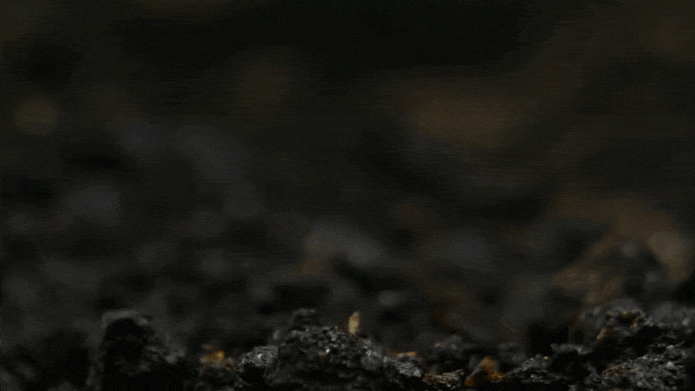 🔥Last Day Promotion 49% OFF🔥🌱2026 Evergreen Dwarf Grass Seed for Four Seasons